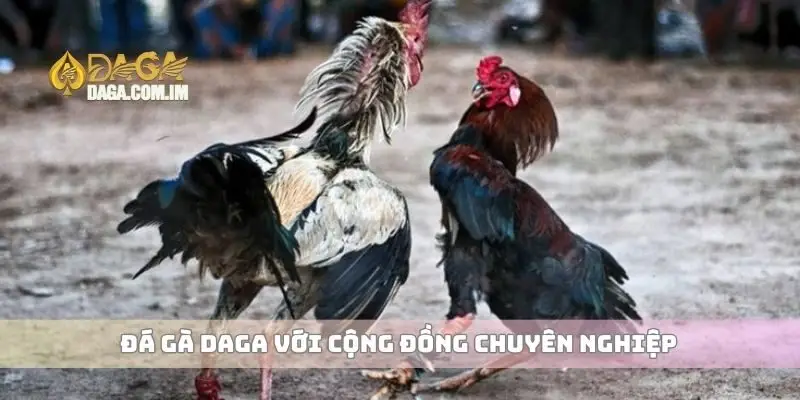 Đá gà Daga với cộng đồng chuyên nghiệp 